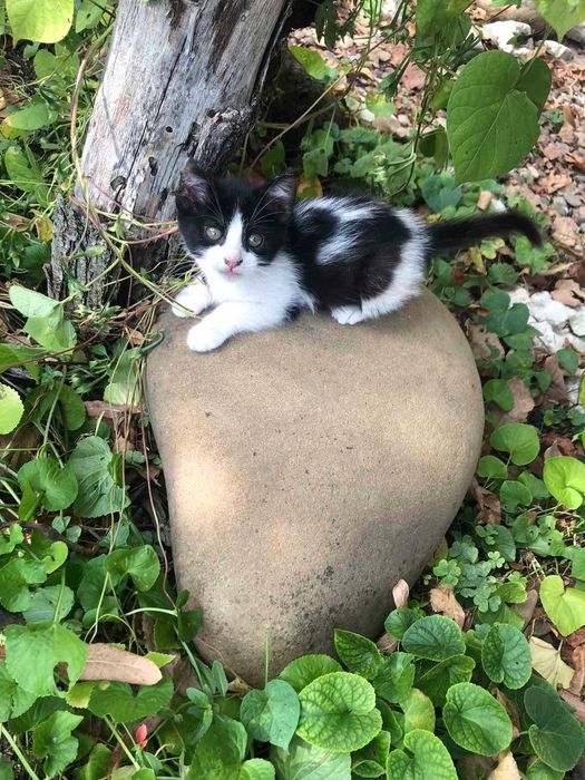 малки приятелчета