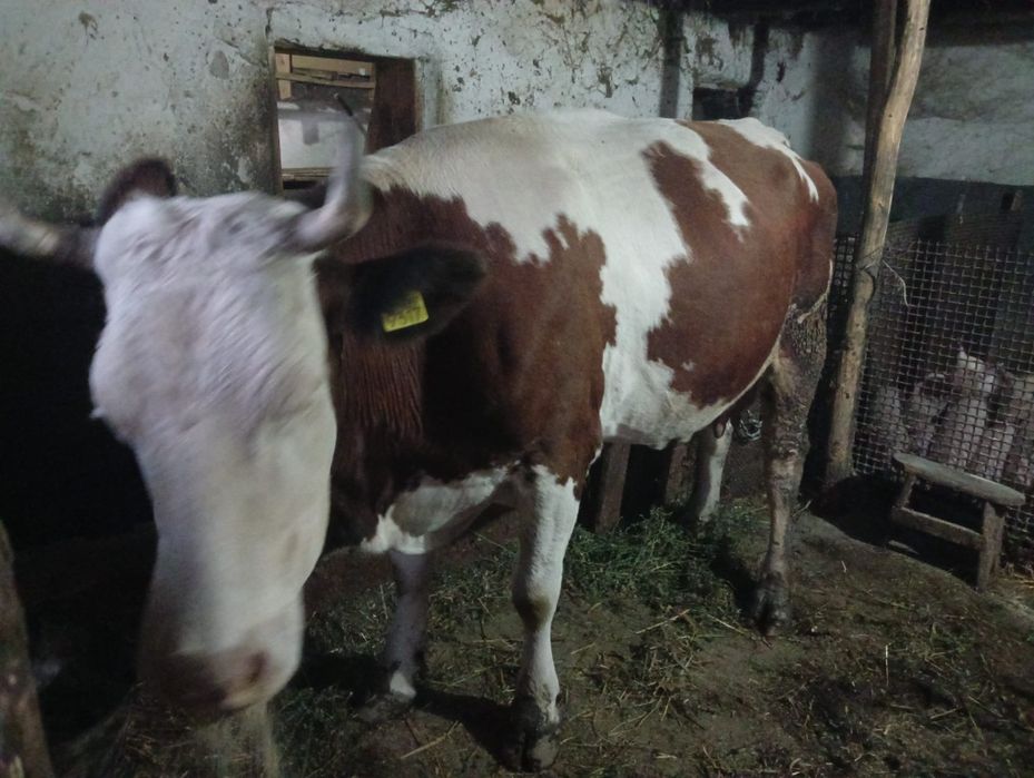 Vând vacă bălțată romaneasca