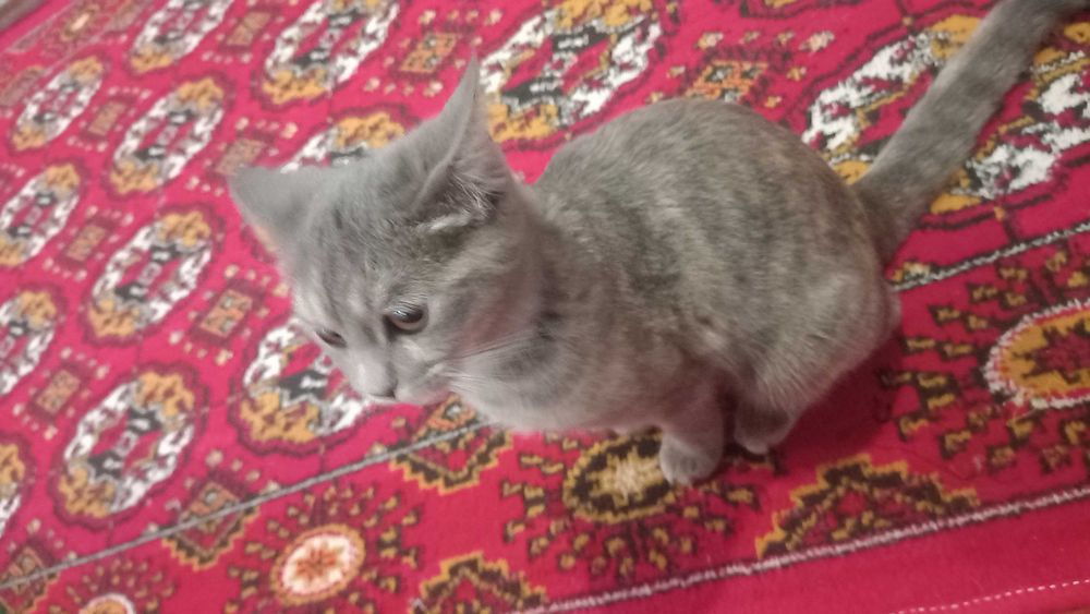 Britaniya zotli Mushuk sotilad