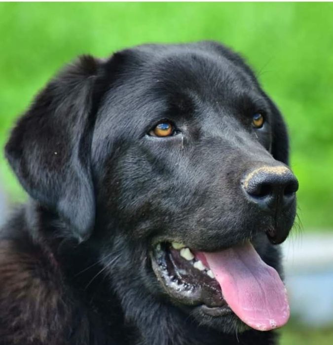 Donez câine de pază foarte bun la curte. Eu  țin legat. Este destul d