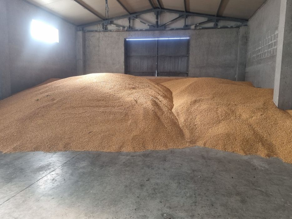 Vand porumb productia 2025 U 14%