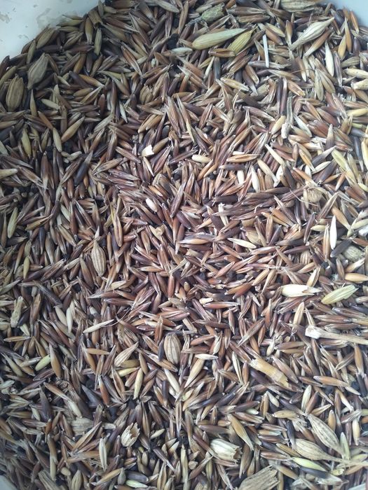 Vand ovăz de toamnă negru