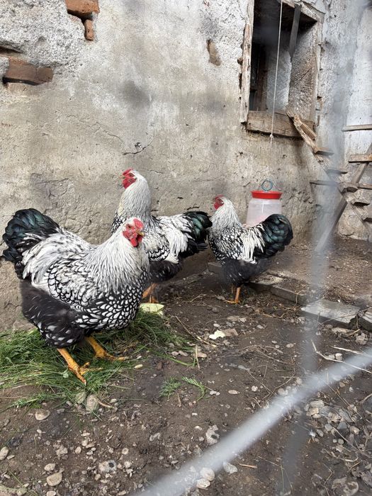 Cocosi Wyandotte argintiu 2025