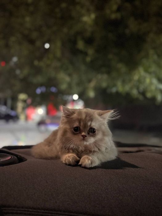 Кошка персидской породы