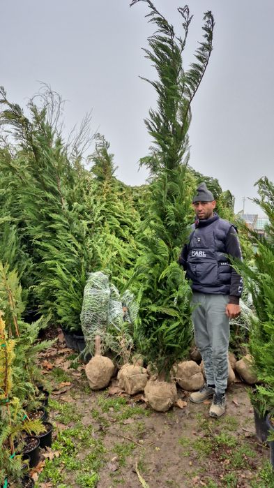 Thuia  leilandi tuia  leylandii