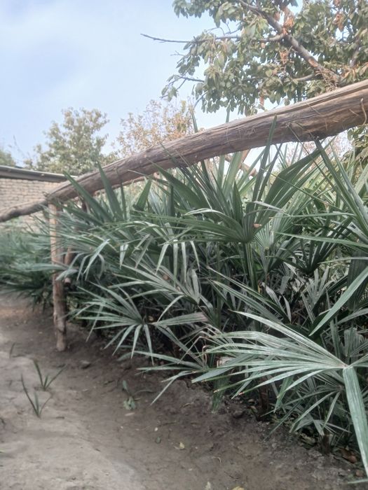 Палма сотлади корнши яхши