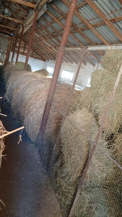 Vând  76 baloti lucerna