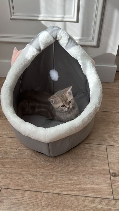 Шотландец скотиш страйт