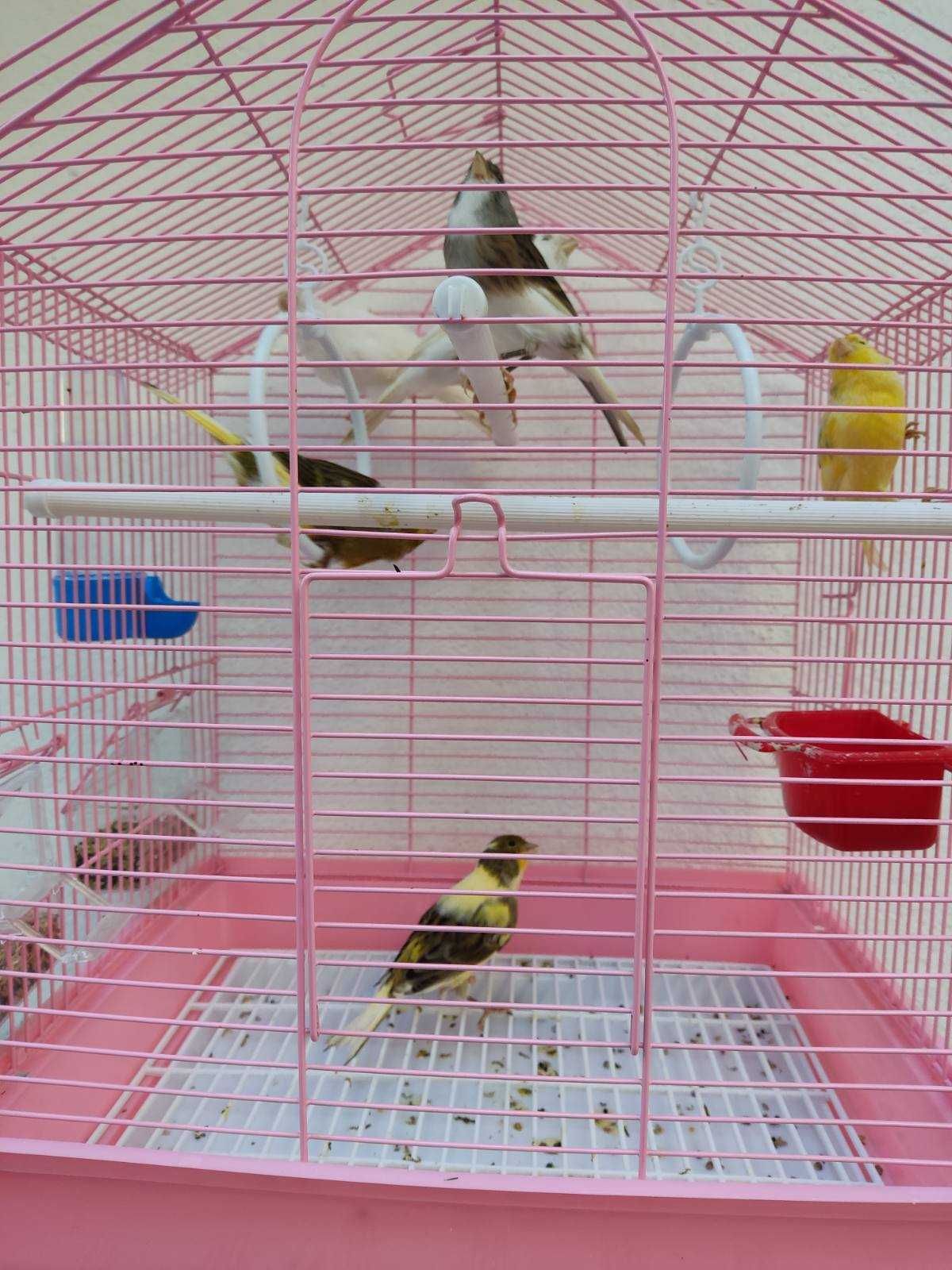 Млади канарчета мъжки и женски
