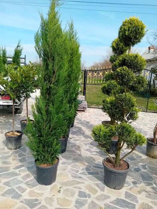 Tuia leylandii chiparos