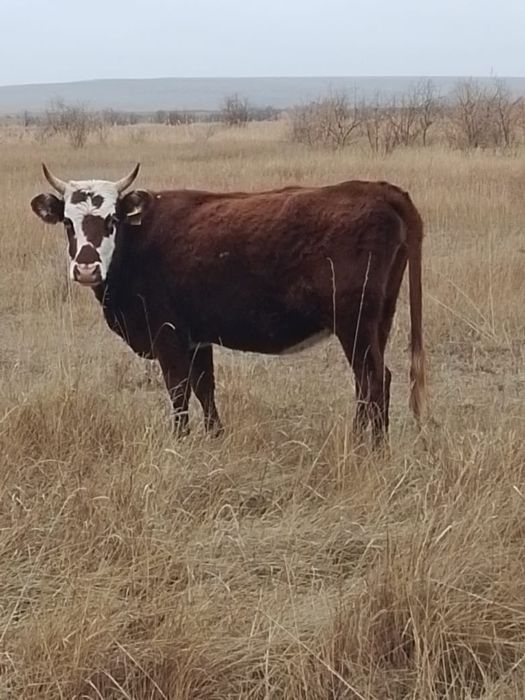 Құнажын қашар сатылады