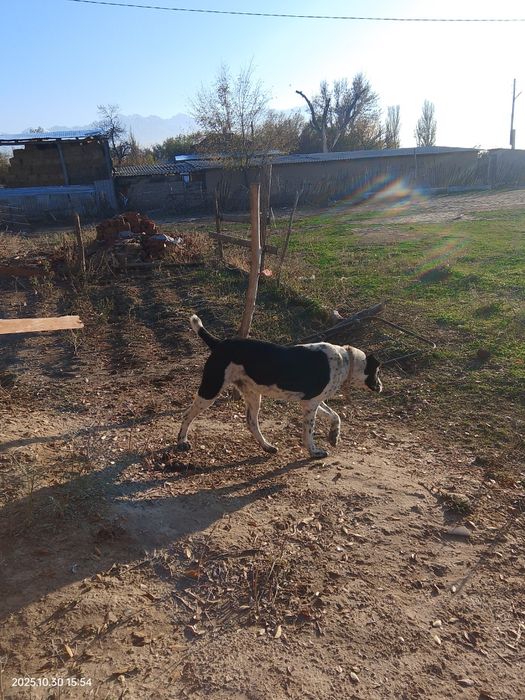 Алабай шешесі өзімде