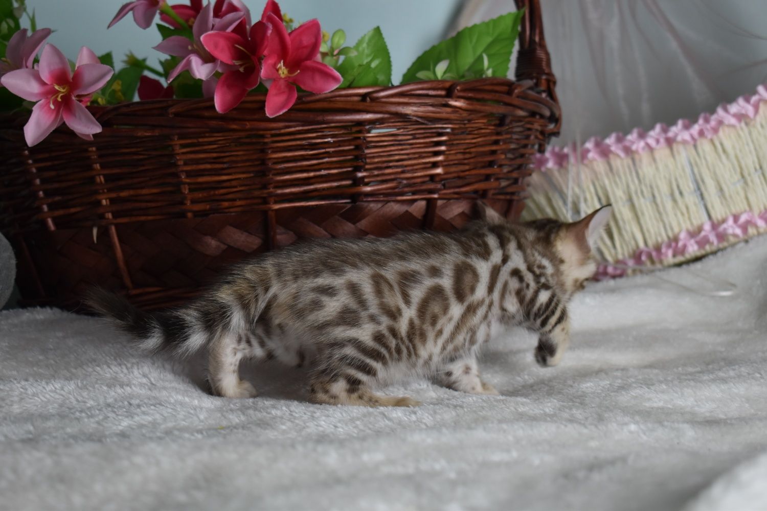Bengal snow mink color