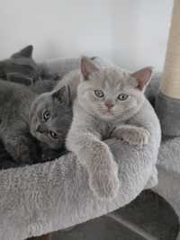 Vând Pui de Pisică British Shorthair deosebit de frumoși