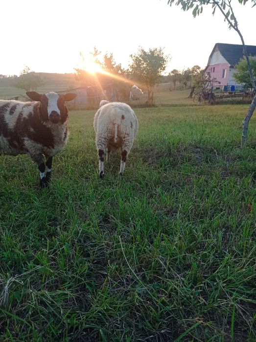 Vând oaie și berbec texel