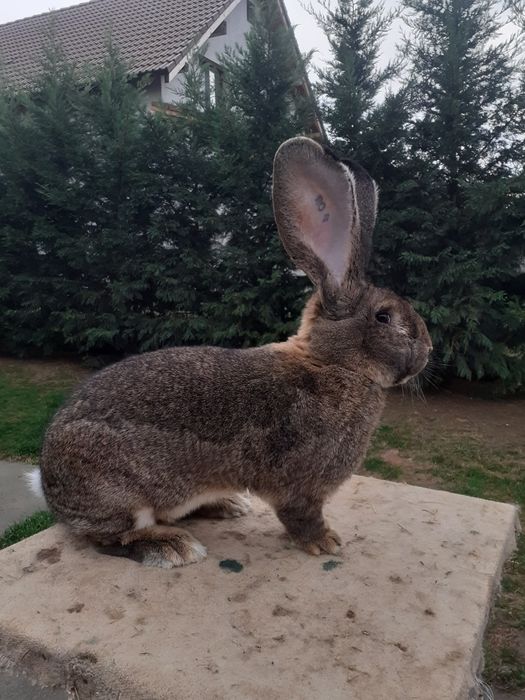 Masculu de uriaș gri