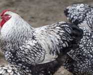 Cocosi cochinchina combatant indian wiandotte brahma
