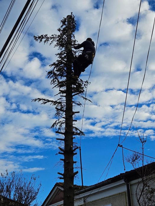 Toaletari/Taieri copaci interventii NON-STOP