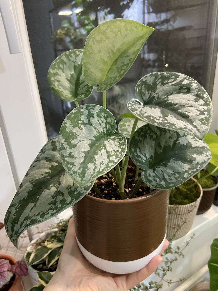 Plante de apartament: philodendron, scindapsus si multe altele
