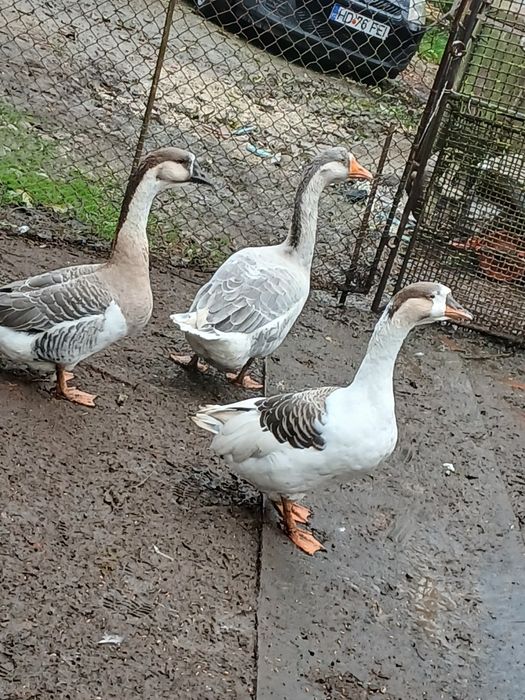 GÎSTE  3 buc  din primavara detali privat