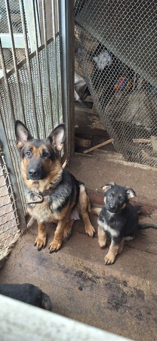 Немецкая овчарка