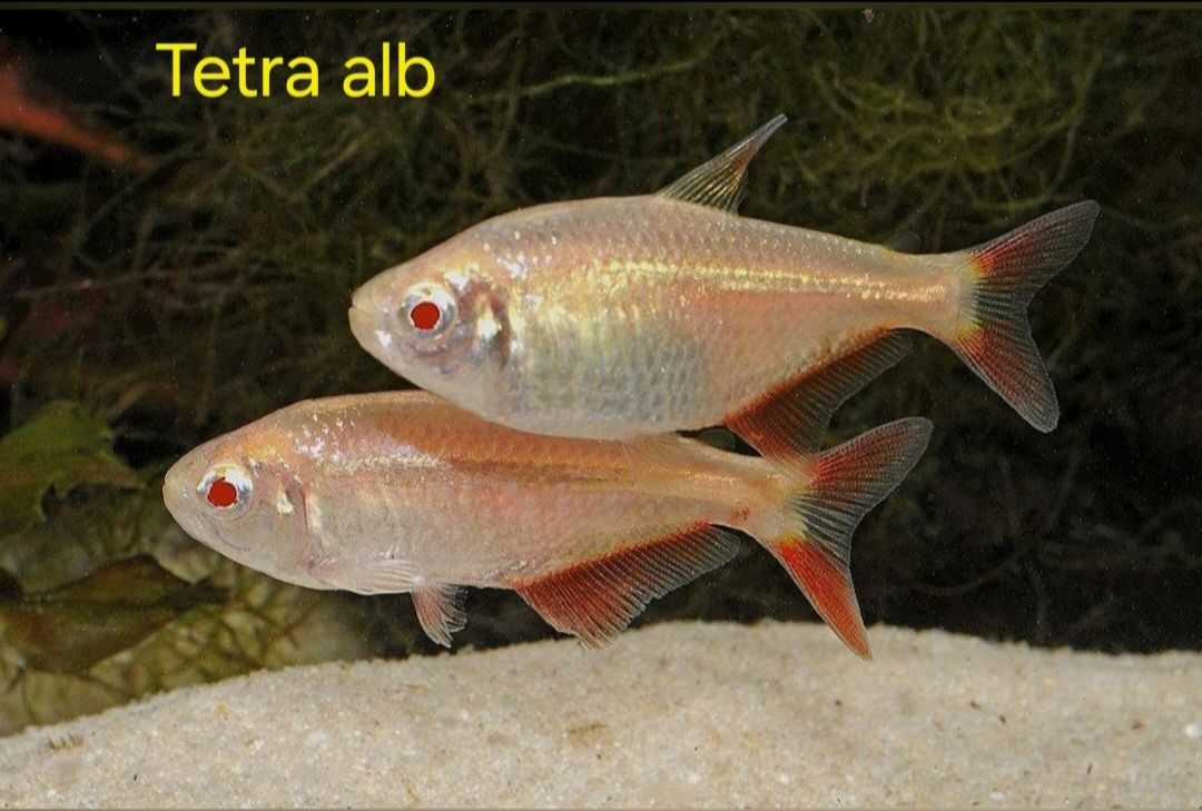 Pesti acvariu Corydoras, tetra, cardinali