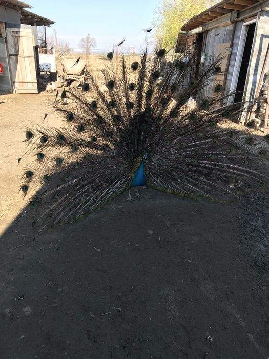 Vand sau schimb paun standard matur cu femela