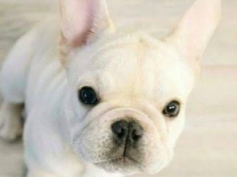 Bulldog francez platinum baiat