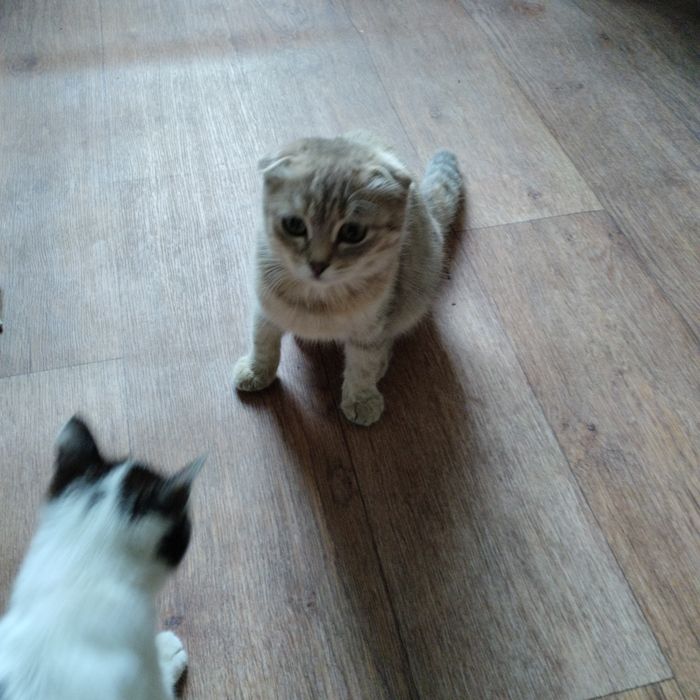 Котенок девочка,вислоухая отдам в добрые руки