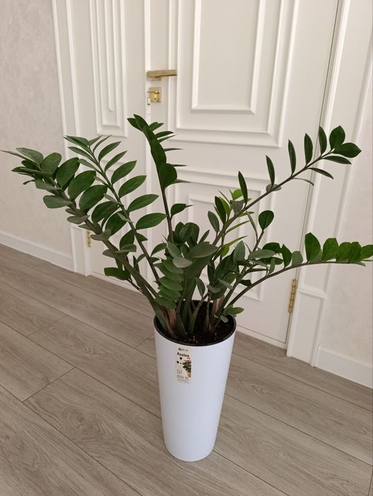 Шикарный Замиокулькас