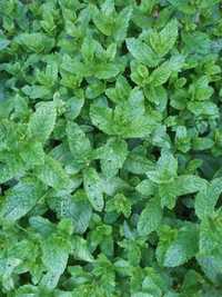 Mentă marocană/ mentă black spearmint