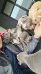 Cățeii Amstaff  blue/maro