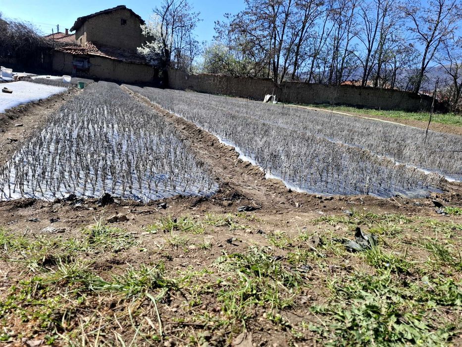 Разсад лавандула .