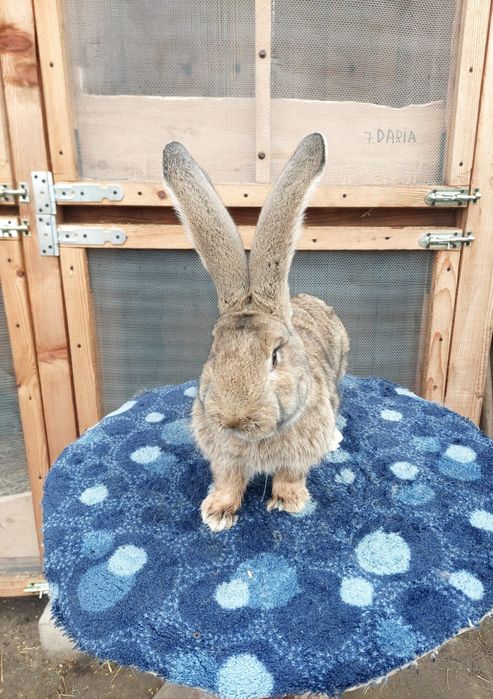 Vând Mascul Uriaș German