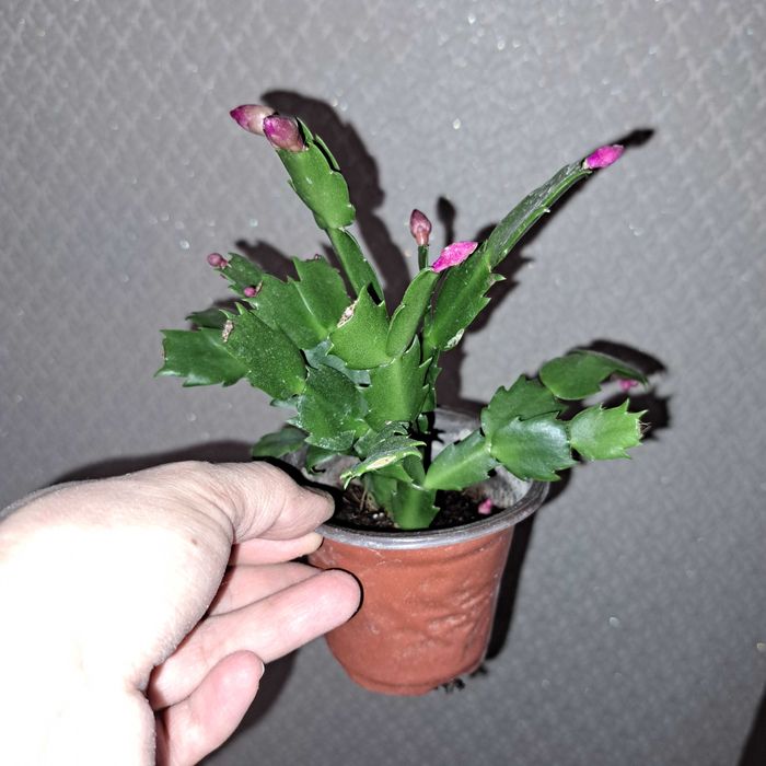 Шлюмбергер декабрист