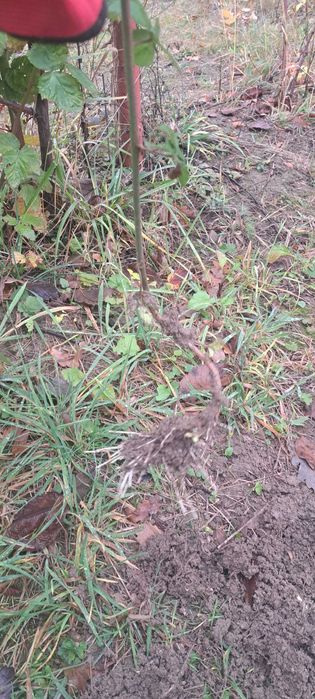 Butasi de zmeur polka si butasi de mure thornfree