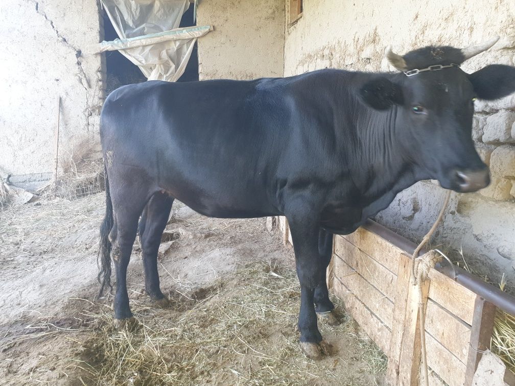 Moll sotiladi manzil Mitan