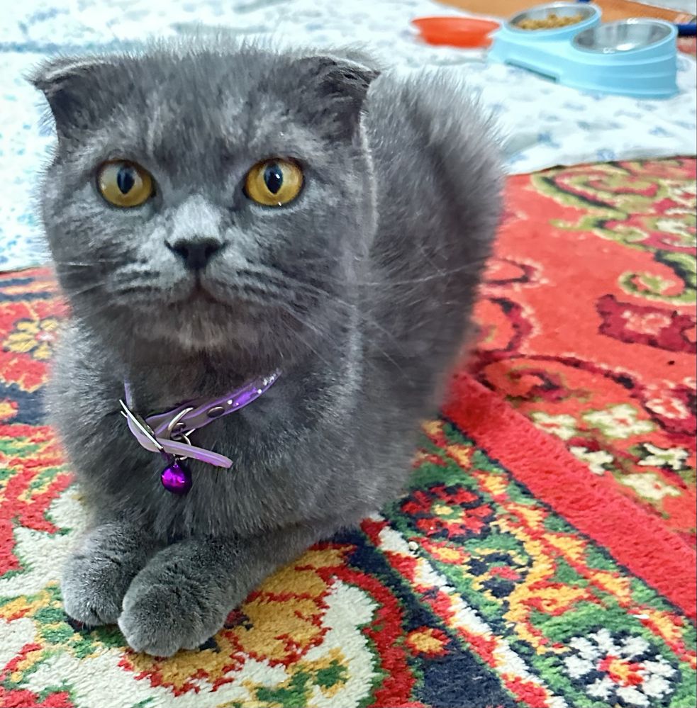 Продается кошка скоттиш фолд