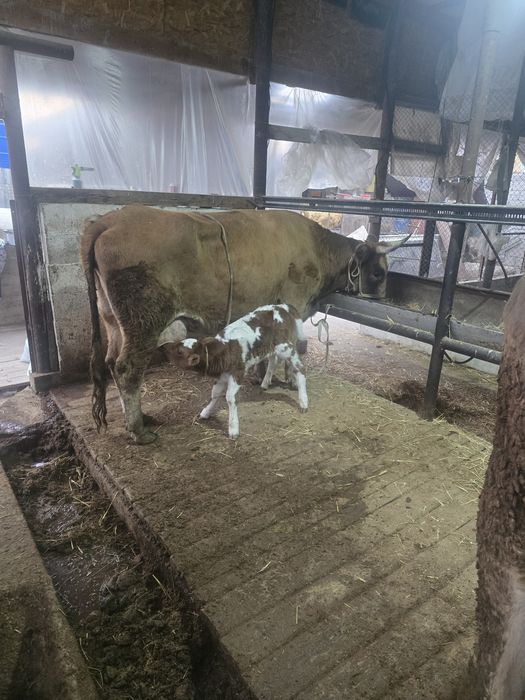 Бұзаулы сиыр сатылады жаңадан туған