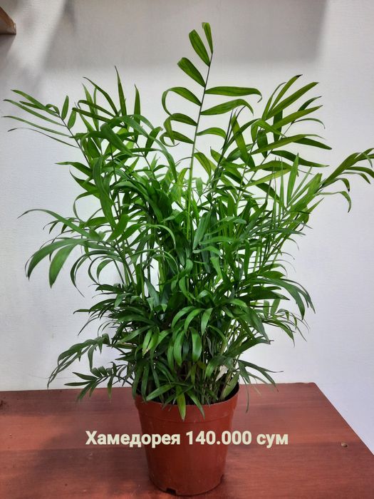 Мухоловка, Аглаонема баттерфляй,Калатея пиктурата, Хамедорея