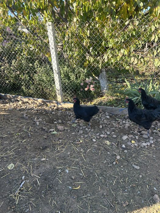 Vand puicuțe australorp negru.Linie adusă din Ungaria