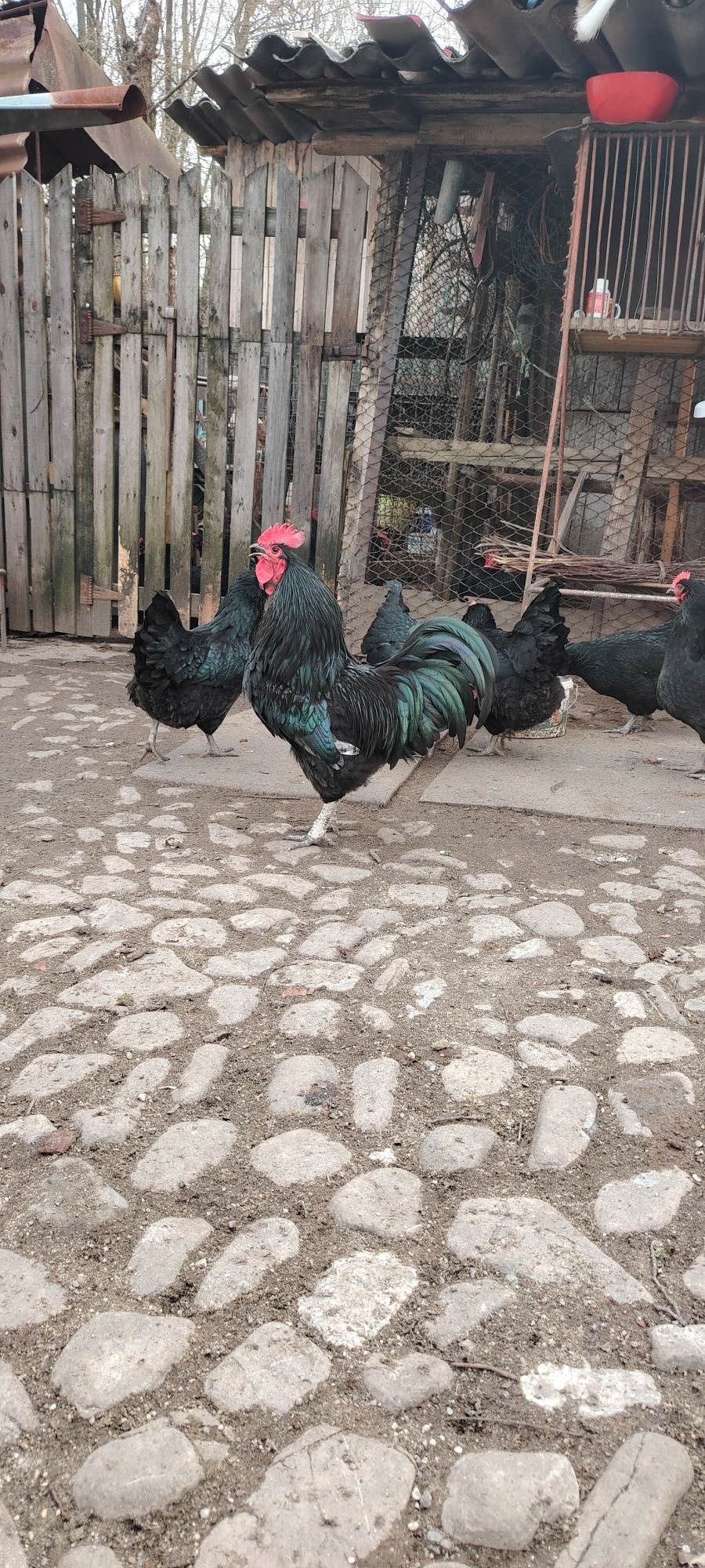 Ouă găini australorp