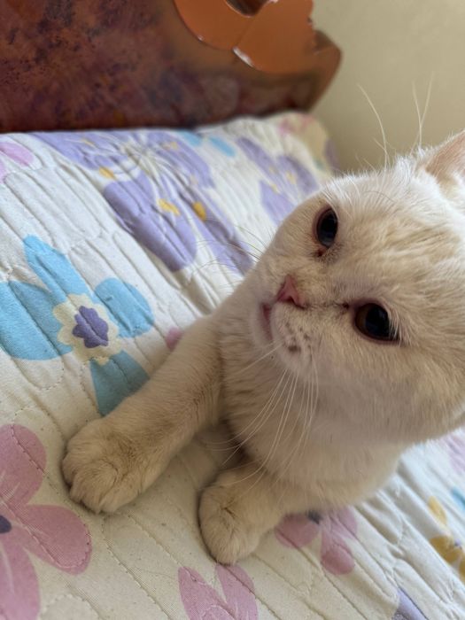 mushukka javob soglom