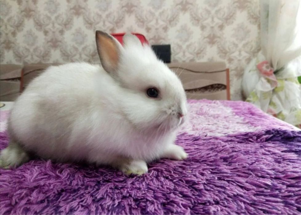 Срочно в добрые и счастливые руки Декаративный зайчик