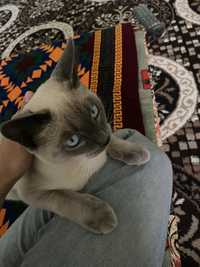 Сиамский кошка сатылады (бала)