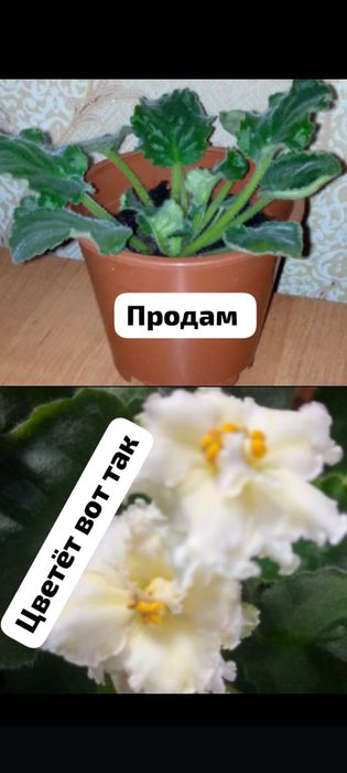 Продам фиалку фиалку