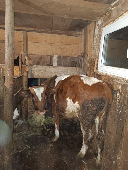 Vând trei viței rasa bălțată