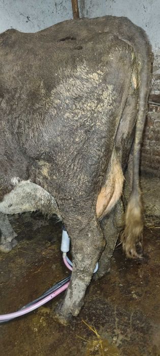 Продавам крави прясно отелени и бременни