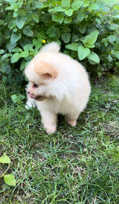 Femela Pomeranian, cel mai mic pret din tara!