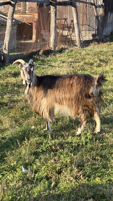 Vând două capre, gestante.